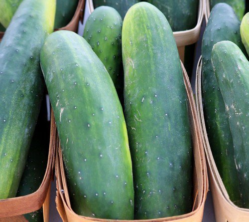 Straight Eight Cucumber Seeds  Easy to Grow