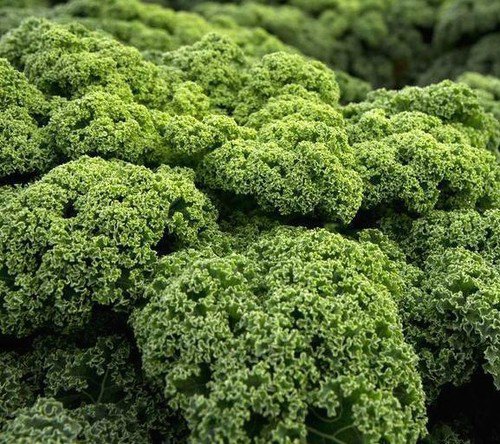 Kale Dwarf Blue Curled Scotch Heirloom Seeds  Easy to Grow