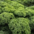 Kale Dwarf Blue Curled Scotch Heirloom Seeds  Easy to Grow