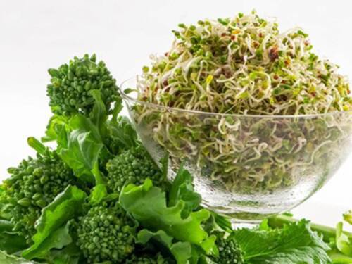Heirloom Rapini Broccoli Rabe Seeds Brassica Rapa Var Ruvo  Easy to Grow