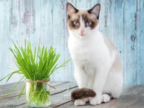 Oat Seeds Cat Tortoise And Pet Grass Avena Sativa  Easy to Grow