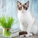 Oat Seeds Cat Tortoise And Pet Grass Avena Sativa  Easy to Grow