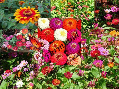 Mix Master Zinnia Flower Mix Seeds  Easy to Grow