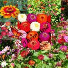 Mix Master Zinnia Flower Mix Seeds  Easy to Grow