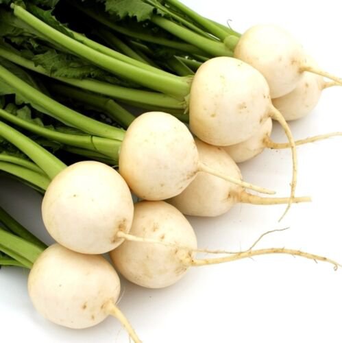 Shogoin Turnip Seeds Microgreens Sprouting  Easy to Grow