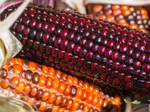 Corn Wampum Seeds Ornamental Indian Corn  Easy to Grow