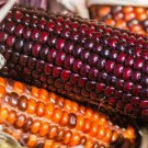 Corn Wampum Seeds Ornamental Indian Corn  Easy to Grow