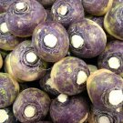 Laurentian Purple Top Rutabaga Heirloom Seeds  Easy to Grow