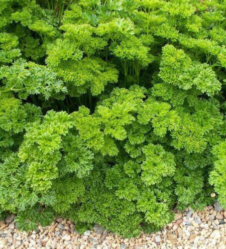 Parsley Triple Moss Curled Heirloom Seeds  Easy to Grow
