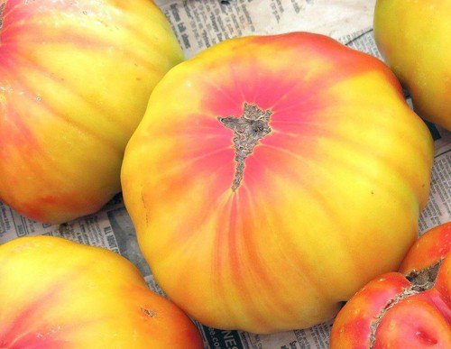 Old German Tomato Open Pollinated Heirloom Seeds  Easy to Grow