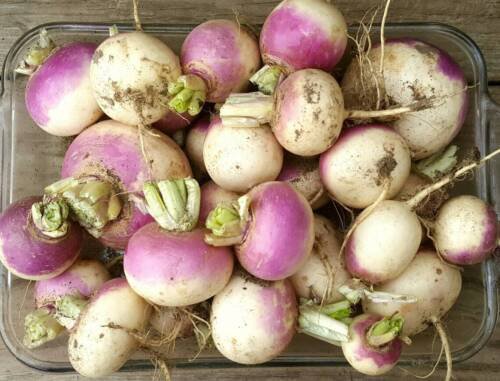 Purple Top White Globe Turnip Heirloom Garden Seeds  Easy to Grow