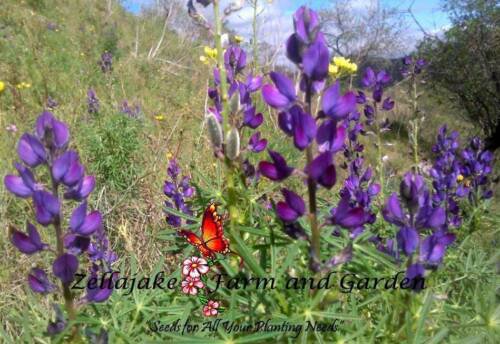 Sweet Blue Lupine Seeds  Easy to Grow