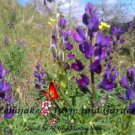 Sweet Blue Lupine Seeds  Easy to Grow