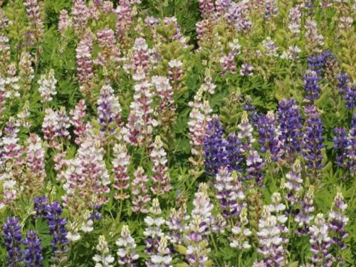 Lupine Dwarf Pixie Delight Seeds Bin Easy to Grow