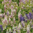 Lupine Dwarf Pixie Delight Seeds Bin Easy to Grow