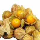 Pineapple Tomatillo Seeds Physalis Pruinosa  Easy to Grow