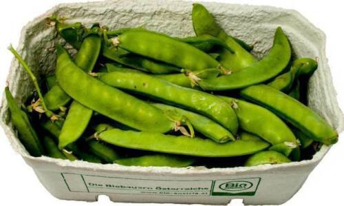 Sugar Snap Pea Seeds  Easy to Grow