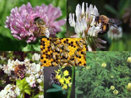 Honey Bee Mix Seeds Pollinator Blend  Easy to Grow