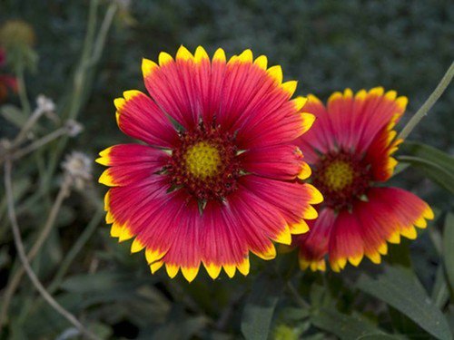Indian Blanket Seeds Pulchella  Easy to Grow