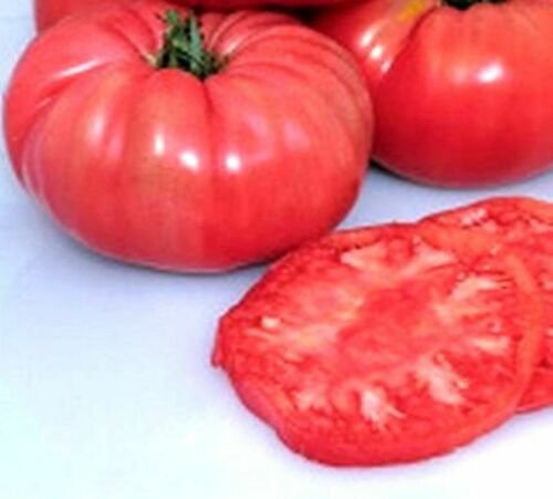 Tomato Giant Belgium Pink Heirloom Seeds  Easy to Grow