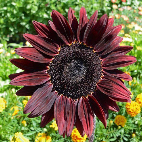 Chocolate Cherry Sunflower Helianthus Annuus  Easy to Grow