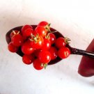 World'S Smallest Tomato Seeds Dwarf Red Currant Lyc Pimpinellifolium  Easy to Grow