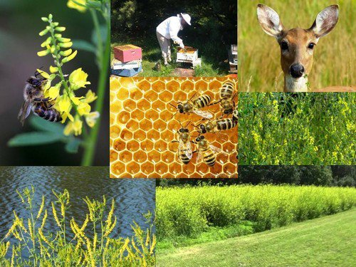 Yellow Blossom Sweet Clover  Easy to Grow
