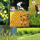 Yellow Blossom Sweet Clover  Easy to Grow