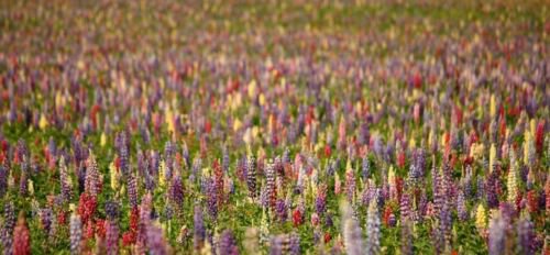 Rainbow Lupine Mix Wildflower Seeds  Easy to Grow