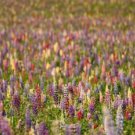 Rainbow Lupine Mix Wildflower Seeds  Easy to Grow