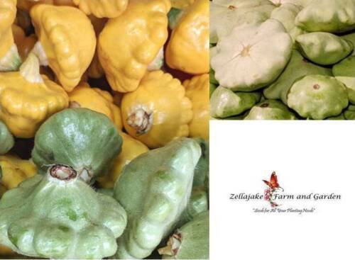 Scallop Or Patty Pan Mix Squash Heirloom Vegetable Seeds  Easy to Grow