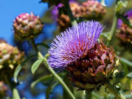 Purple Romagna Artichoke Heirloom Seeds  Easy to Grow