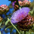 Purple Romagna Artichoke Heirloom Seeds  Easy to Grow
