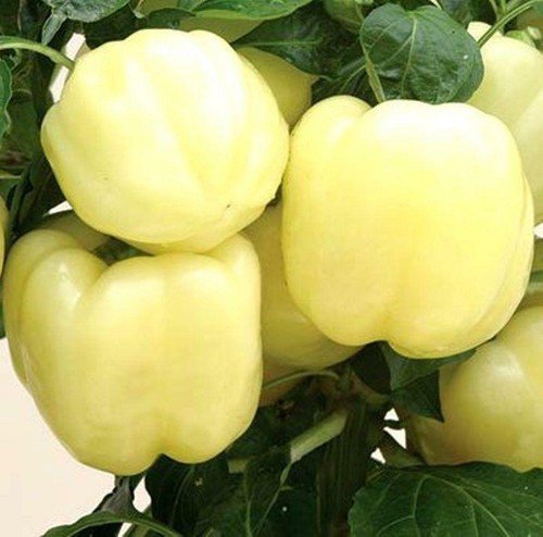 Heirloom White Bell Pepper Seeds  Easy to Grow