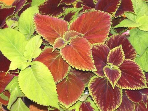 Coleus Rainbow Mix Seeds Plectranthus Scutellarioides  Easy to Grow