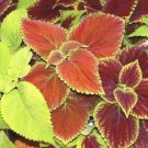 Coleus Rainbow Mix Seeds Plectranthus Scutellarioides  Easy to Grow