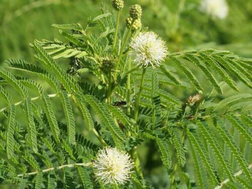 Illinois Bundleflower Wildflower Seeds Desmanthus Illinoensis  Easy to Grow