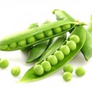 Lincoln Shell Pea Seeds  Easy to Grow