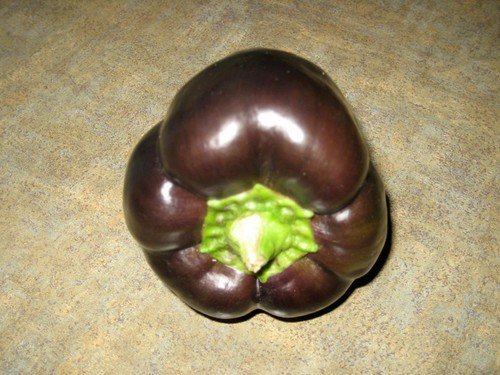 Chocolate Beauty Bell Pepper Seeds  Easy to Grow
