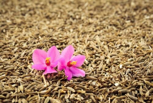 Cumin Culinary Herb Heirloom Seeds  Easy to Grow