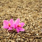 Cumin Culinary Herb Heirloom Seeds  Easy to Grow