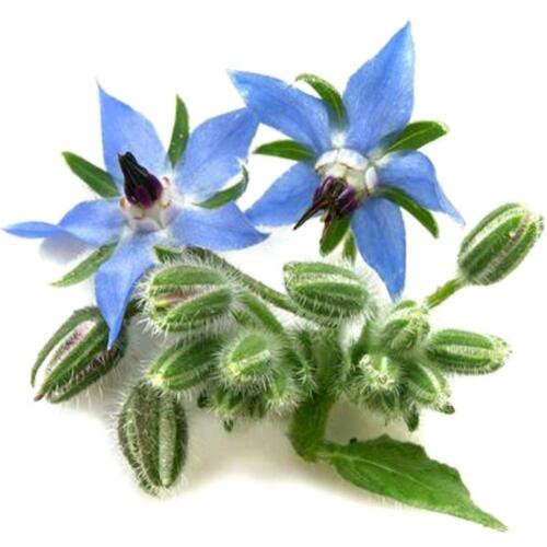 Heirloom Borage Herb Seeds Borago Officinalis  Easy to Grow