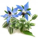 Heirloom Borage Herb Seeds Borago Officinalis  Easy to Grow