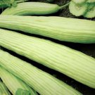 Cucumber Armenian Green Heirloom Seeds  Easy to Grow