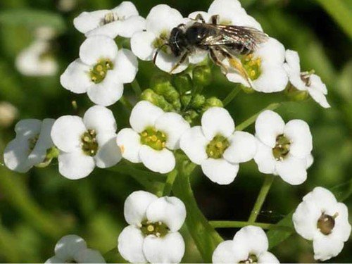 Tall White Sweet Alyssum Seeds Bin Easy to Grow