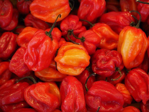 Red Habanero Pepper Seeds Bin Easy to Grow