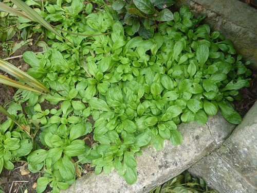 Corn Salad Seeds Lamb&acirc;��S Mache Valerianella Locusta  Easy to Grow