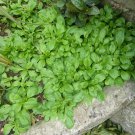 Corn Salad Seeds Lamb’S Mache Valerianella Locusta  Easy to Grow