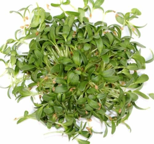 Fenugreek Culinary Herb Seeds Trigonella Foenum Graecum  Easy to Grow
