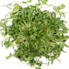 Fenugreek Culinary Herb Seeds Trigonella Foenum Graecum  Easy to Grow